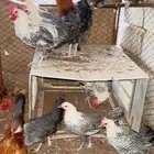 دجاج بياض بلدي وفيومي وديكة