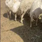 حريات طيبه