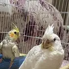 فروخ كروان كويكتيل للبيع