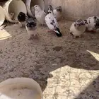حمام هندي كله متجاوز