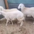 ذبايح حريات