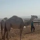 بكره مفروده باتليه هداجيه