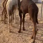 قعدان