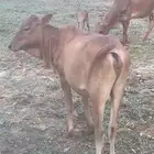 بقر بلدي