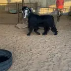 تيس ثني
