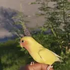 روز هدد الزين ياهل الزين