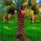 الرياض