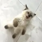 قط ل التبني مع اغراضه