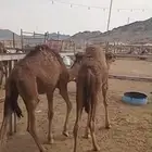 قعدان للبيع