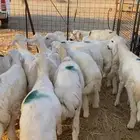 طليان حريه تم البيع
