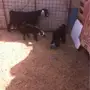 عنز عارضيه تحتها جفار