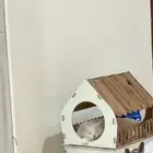 قط للتبني