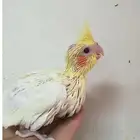 فروخ كروان غررر