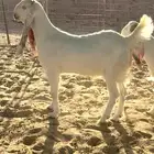 جفار مطورات فواخر