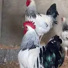 صوص فرنسي كلومبي