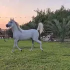 فرس للبيع عربيه أصيله