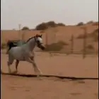 حصان شعبي كفوو