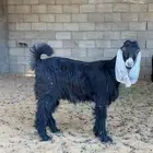 جفره عارضيه 4 شهور
