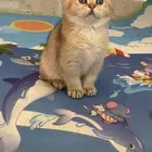 قط سكوتش فولدNY-11