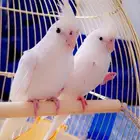 طيور كروان البينو ابيض منتج