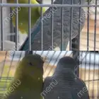 طيور البادجي ذكر وانثى اعلى صوم