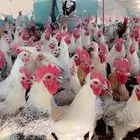 ديكه فيومي الامنيوم