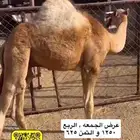 حوار لباني شراكه ارباع واثمان