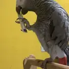 كاسكو انثى للبيع