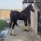 حصان شعبي للبيع علومه كلها زينه ان شاءالله