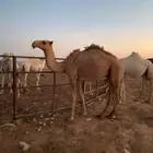 بكره حبشا طييه
