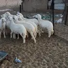 للبيع بهم حري