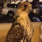مطلوب طير شاهين بسعر معقول