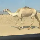 شعلا