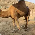بعير ساحلي