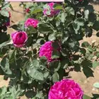 شتلات منوعه للبيع