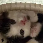 قطه حامل للتبني