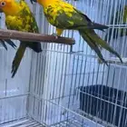 صن كنيور ازوج