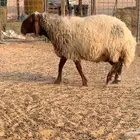 نعجه حايل