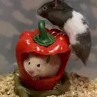 هامسترات كيوت للبيع