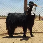 بيع الله يربحه ويبارك له فحل عارضي شاق ثلاث