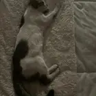 قطط للتبني