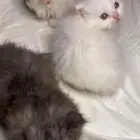 قطط