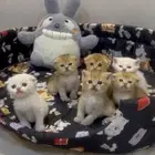 للبيع قطط سكوتش تربل فولد