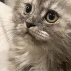 للبيع العمر 5 شهور