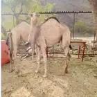 بكره