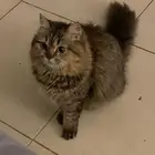 قطه شيرازيه لعوبه جدا  ب 150 تصلح للاطفال والكبار اسمها نوني