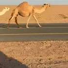 للبيع عشرا كفو شعلا تحتها بكره