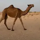 بكار صفر طيبات