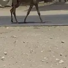 قعود حق بكستاني