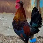 دجاج عربي أفرق ومقبع ديوك فاخرة جدا